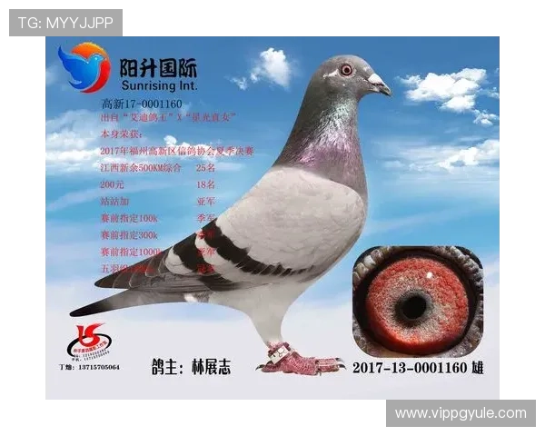 如何验证AG国际网址官方地址的真实性，避免陷入假冒网站，保障您的游戏体验与财产安全